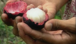 mangosteen06